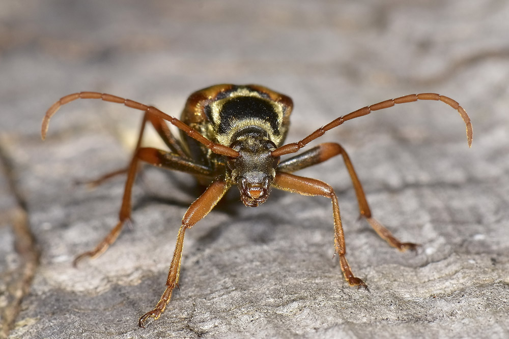 Leptura aurulenta in deposizione